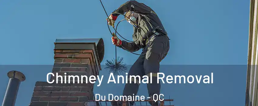  Chimney Animal Removal Du Domaine - QC