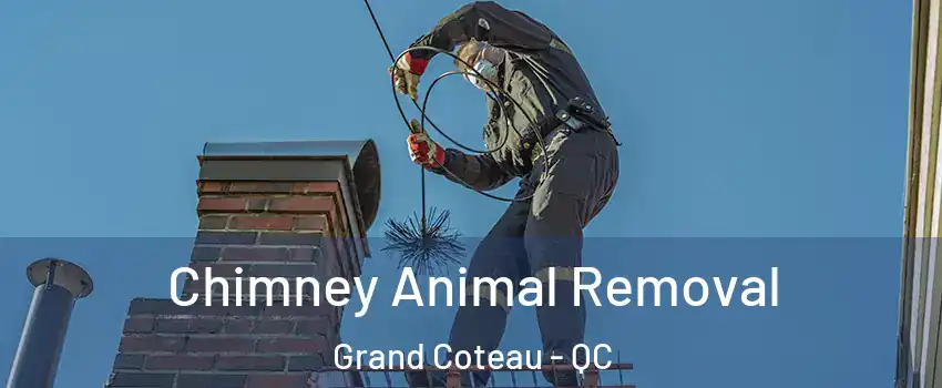 Chimney Animal Removal Grand Coteau - QC