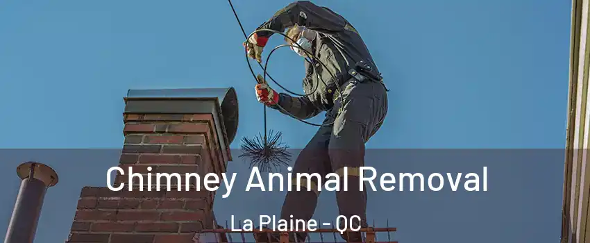 Chimney Animal Removal La Plaine - QC