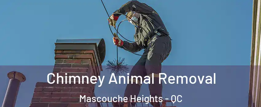  Chimney Animal Removal Mascouche Heights - QC