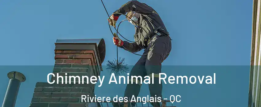 Chimney Animal Removal Riviere des Anglais - QC