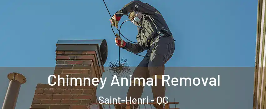  Chimney Animal Removal Saint-Henri - QC